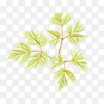 卡通 叶子 植物-空若网 卡通 叶子 植物-空若网