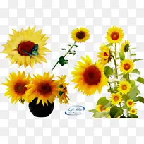 水彩画 颜料 湿墨-空若网 水彩画 颜料 湿墨-空若网