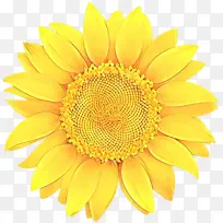卡通 向日葵 花-空若网 卡通 向日葵 花-空若网