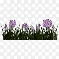 花 开花植物 植物-空若网 花 开花植物 植物-空若网