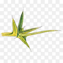 植物 叶 花-空若网 植物 叶 花-空若网