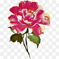 花卉 开花植物 花瓣-空若网 花卉 开花植物 花瓣-空若网