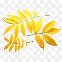 ��ɫ Ҷ�� ��-������