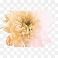 花 花瓣 开花植物-空若网 花 花瓣 开花植物-空若网