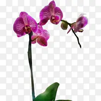 ˮ�ʻ� ���� ʪī-������