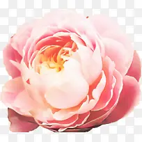 ���� ����ֲ�� ��԰õ��-������