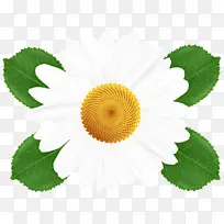 �� ֲ�� Ҷ-������