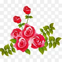 花卉 开花植物 花园玫瑰-空若网 花卉 开花植物 花园玫瑰-空若网