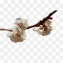 花 樱花 植物-空若网 花 樱花 植物-空若网