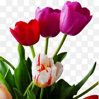 花 开花植物 花瓣-空若网 花 开花植物 花瓣-空若网