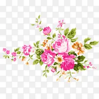 花朵 粉色 植物-空若网 花朵 粉色 植物-空若网