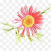 卡通 花卉 开花植物-空若网 卡通 花卉 开花植物-空若网