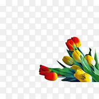 ������ �� ��ɫ-������