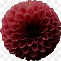 大丽花 花 植物-空若网 大丽花 花 植物-空若网