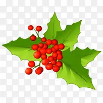 冬青 叶 美国冬青-空若网 冬青 叶 美国冬青-空若网