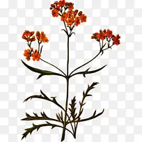 �� ����ֲ�� ֲ��-������