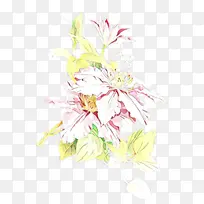 卡通 花卉 切花-空若网 卡通 花卉 切花-空若网