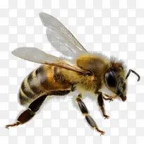 卡通 蜜蜂 昆虫-空若网 卡通 蜜蜂 昆虫-空若网