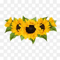 花卉 向日葵 黄色-空若网 花卉 向日葵 黄色-空若网