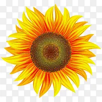 ���տ� �� ��ɫ-������