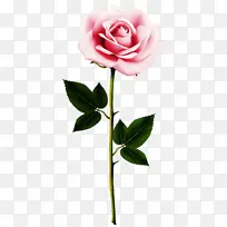 花卉 开花植物 植物-空若网 花卉 开花植物 植物-空若网