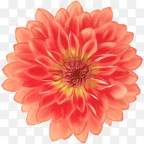 ���� ����ֲ�� ����-������