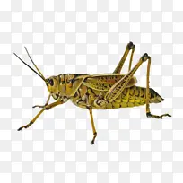 昆虫 蝗虫 蚱蜢-空若网 昆虫 蝗虫 蚱蜢-空若网