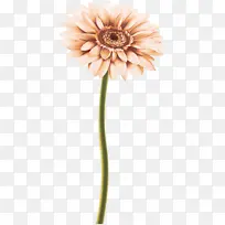 非洲菊 花 黄色-空若网 非洲菊 花 黄色-空若网