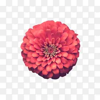 采购产品花 百日草 花瓣-空若网 采购产品花 百日草 花瓣-空若网