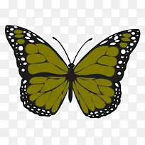 飞蛾和蝴蝶 蝴蝶 昆虫-空若网 飞蛾和蝴蝶 蝴蝶 昆虫-空若网