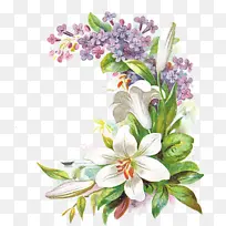 花 丁香 植物-空若网 花 丁香 植物-空若网