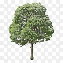 树 植物 木本植物-空若网 树 植物 木本植物-空若网