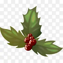 叶 冬青 植物-空若网 叶 冬青 植物-空若网