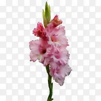 ˮ�� ֲ��-������