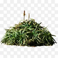 草 植物 花-空若网 草 植物 花-空若网