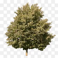 �� ֲ�� ľ��ֲ��-������