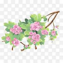 花 粉色 植物-空若网 花 粉色 植物-空若网