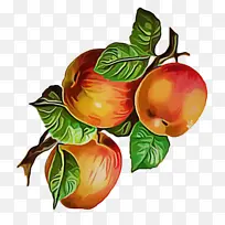 水果 植物 食品-空若网 水果 植物 食品-空若网