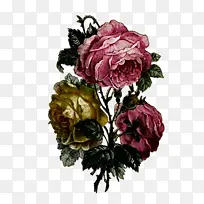 �ɹ���Ʒ�� ����ֲ�� ֲ��-������