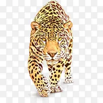 卡通 陆地动物 野生动物-空若网 卡通 陆地动物 野生动物-空若网