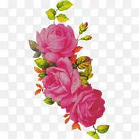 花卉 开花植物 粉色-空若网 花卉 开花植物 粉色-空若网