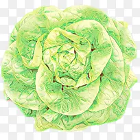 卡通 卷心菜 叶菜-空若网 卡通 卷心菜 叶菜-空若网