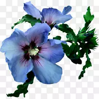 ������-����(��)-������