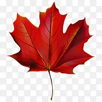 树叶 树木 枫叶-空若网 树叶 树木 枫叶-空若网