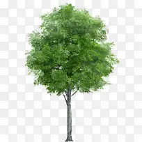 树 植物 绿色-空若网 树 植物 绿色-空若网