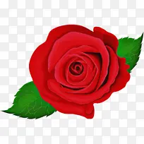 花卉 玫瑰 花园玫瑰-空若网 花卉 玫瑰 花园玫瑰-空若网