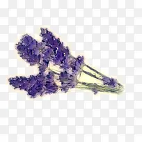 薰衣草 紫罗兰 紫色-空若网 薰衣草 紫罗兰 紫色-空若网