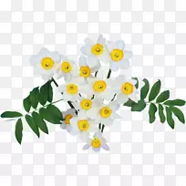 含羞草-空若网 含羞草-空若网