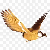 卡通 鸟 翅膀-空若网 卡通 鸟 翅膀-空若网