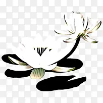 花 植物 花瓣-空若网 花 植物 花瓣-空若网